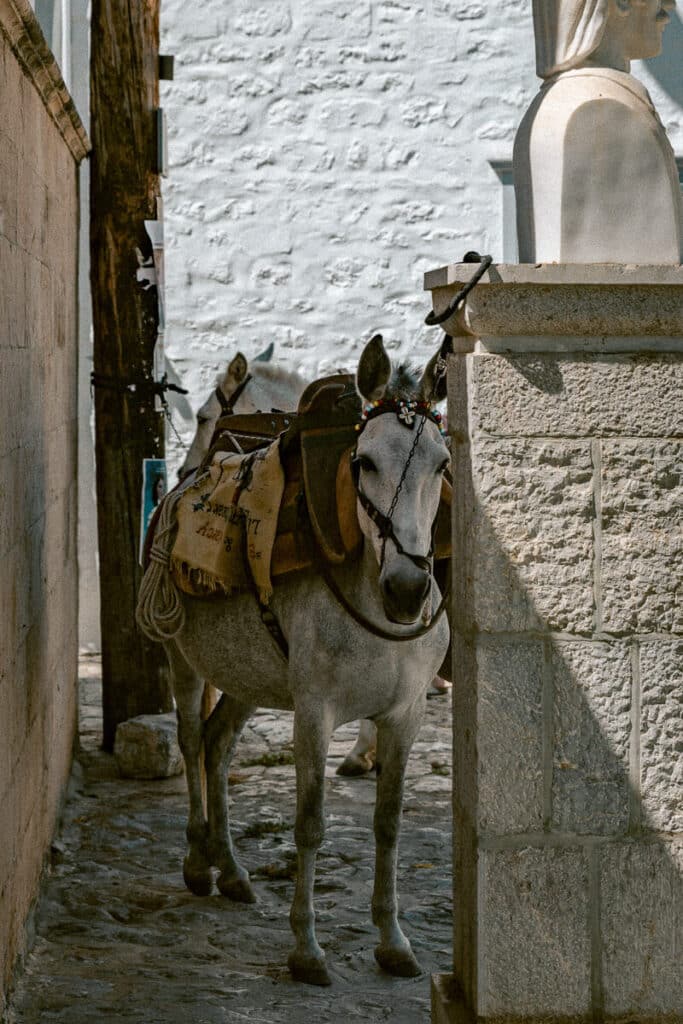 Donkey standing near a stone wall in Hydra, showcasing the island’s traditional car-free lifestyle.