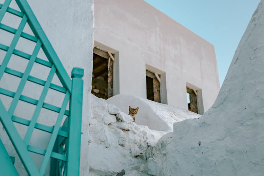 A curious cat peeks out in Chora, a charming reminder that what to do in Astypalaia includes slowing down and soaking up the little moments.