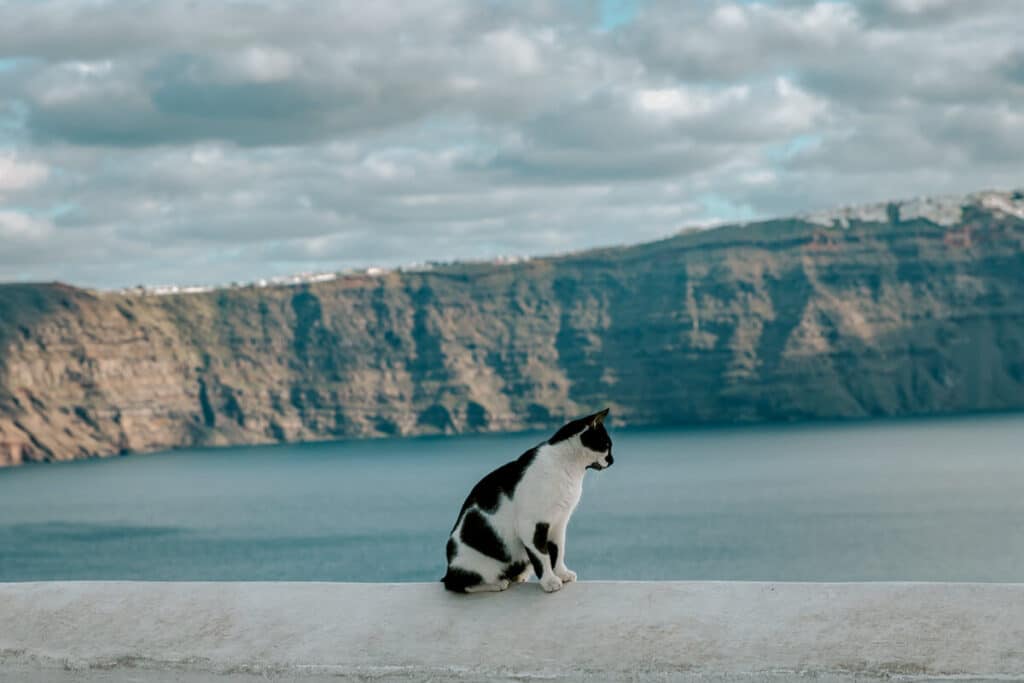 A black-and-white stray cat perched on a white ledge, gazing out over the Aegean Sea and Santorini’s dramatic caldera cliffs.