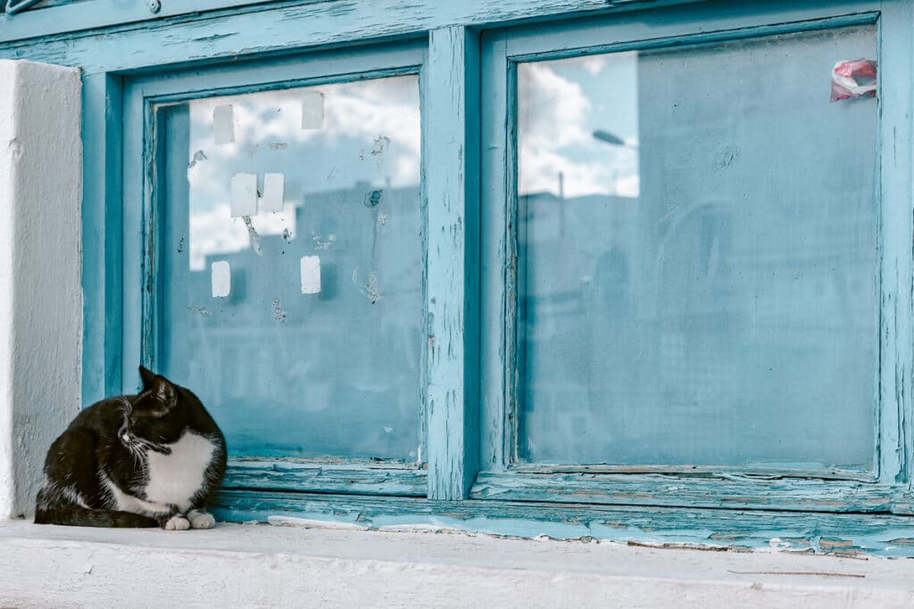 Black and white cat sitting on a blue window sill in Santorini with chipped paint and overcast reflections