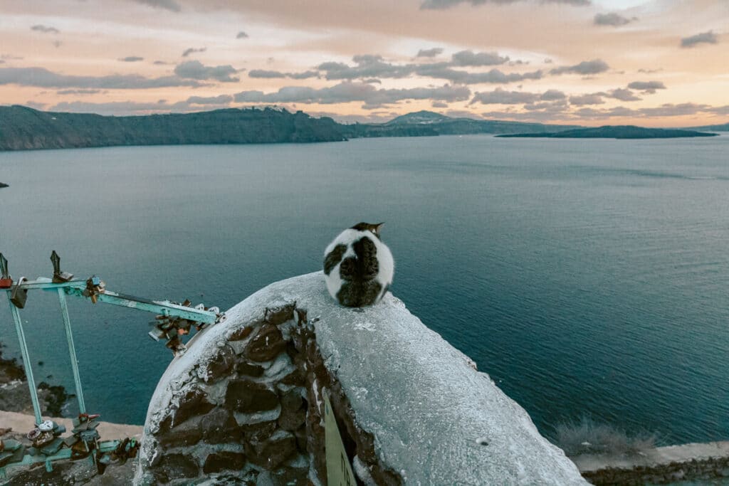 A stray cat perched peacefully above the sea at sunset, embracing the quiet serenity of Santorini in winter.