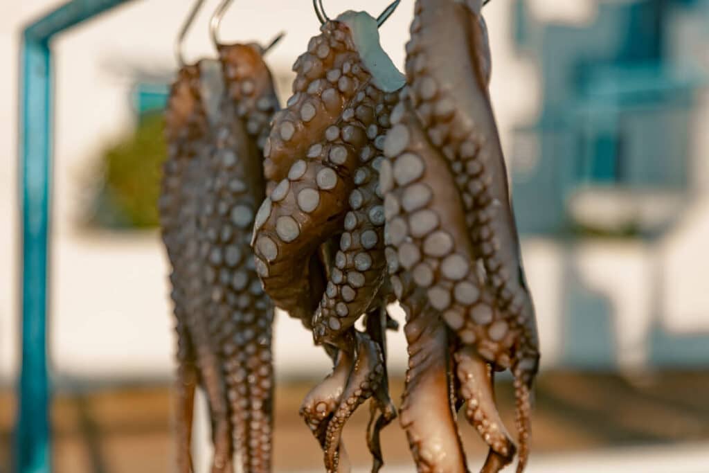 Close-up of drying octopus tentacles.