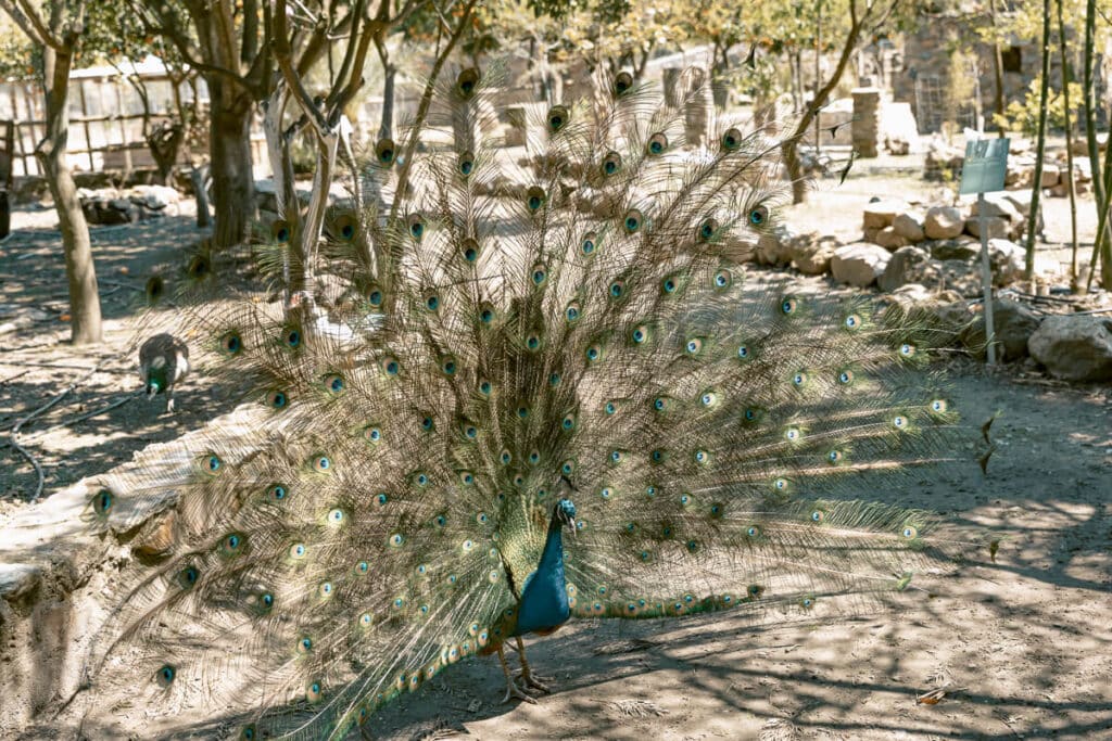 Peacock with its tail feathers spread open at the Botanical Garden of Crete, a day trip near Chania