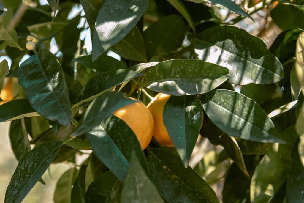 Ripe oranges hanging from a leafy tree at the Botanical Garden of Crete, one of the relaxing things to do in Chania area
