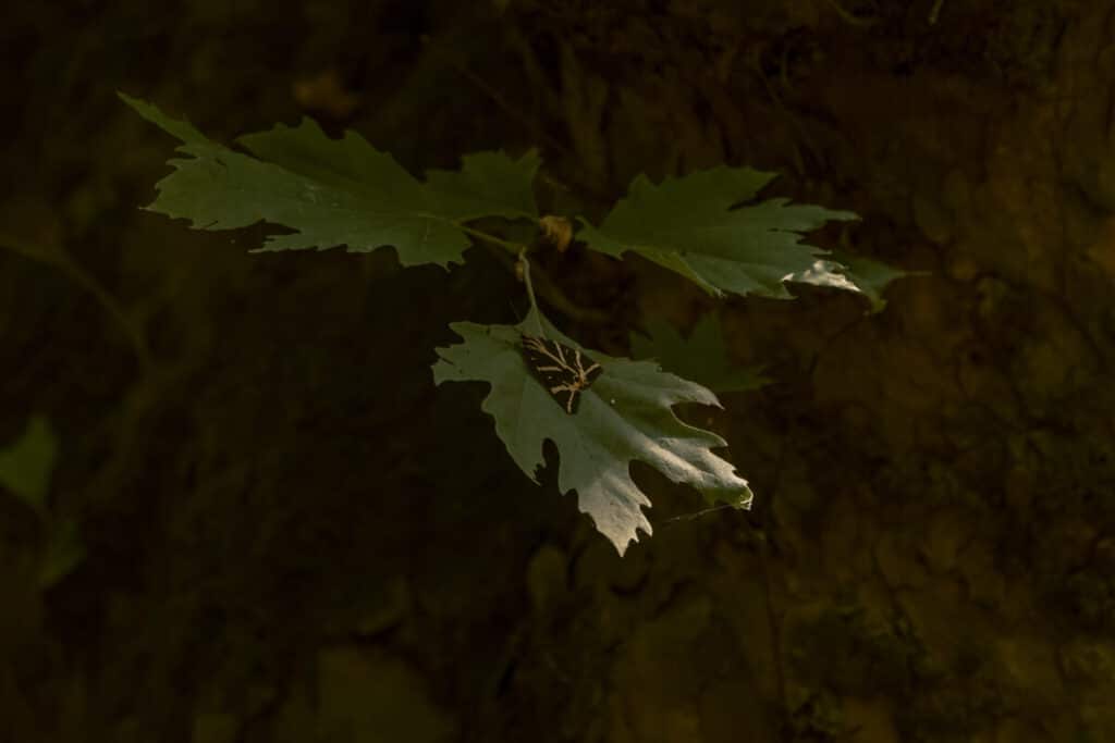 Close up of a butterfly resting on a green leaf in Butterfly Valley in Rhodes, surrounded by dark tree bark and shade.