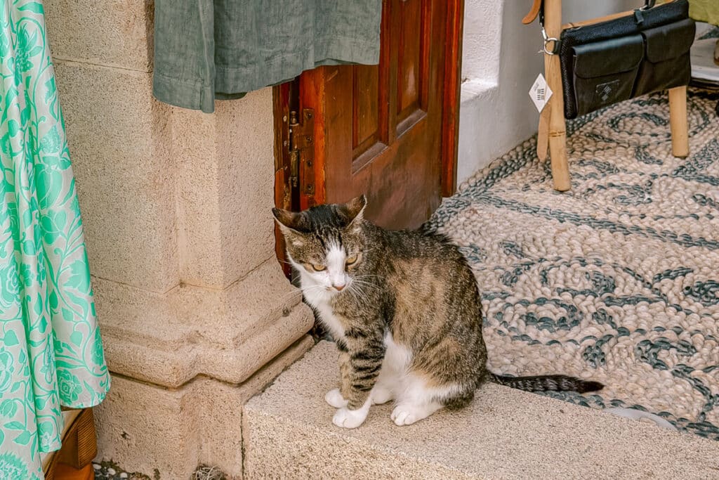 Tabby and white cat sitting beside a wooden door on a pebble floor in Rhodes Old Town, with clothing and shop displays nearby.