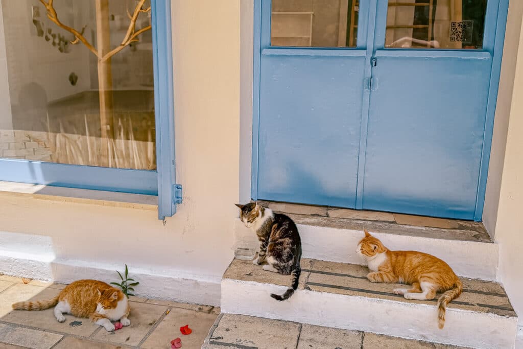 Three cats resting outside a blue door in Paxos, with white steps, blue window trim, and flower petals on the ground.