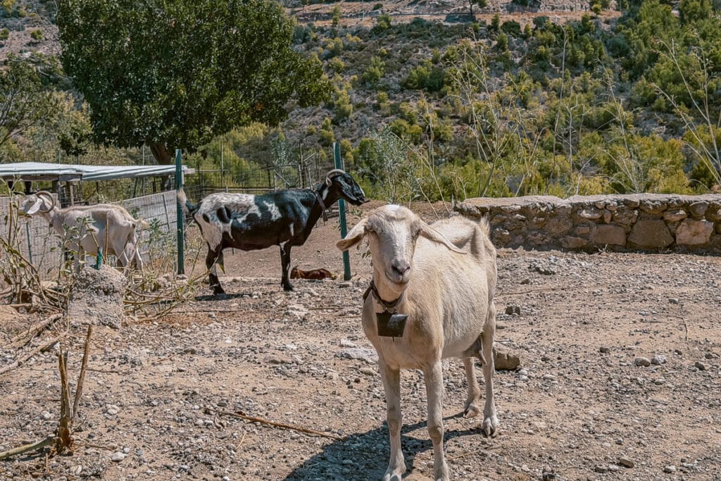 White and black goats standing beside a rural road in the rocky, pine-covered landscape of Spetses, Greece.